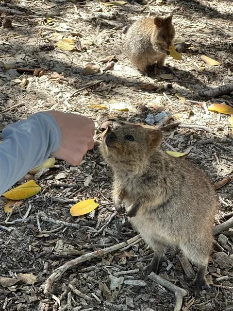 🇦🇺 Perth Adventure – These 18 Pics Made Me Never Want to Leave! 🌊