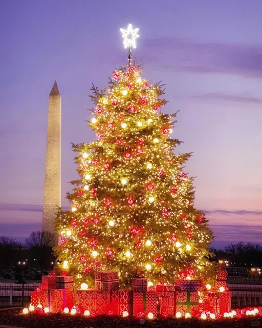 🎄 Christmas Trees in Washington D.C. at Night