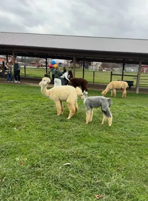 🦙 Majestic Meadows Alpacas & Boutique | Ohio's Fluffy Wonderland