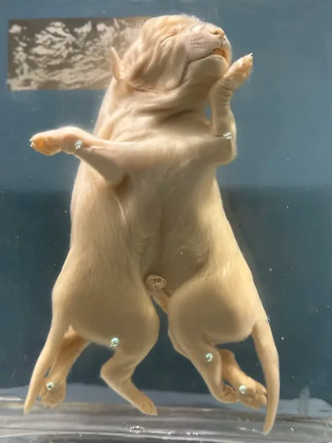 🇩🇪 Berlin's Bizarre Specimens: A Haunting Museum Encounter