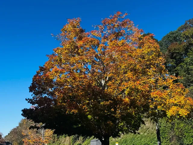 Azalea Park, Atlanta 🍂