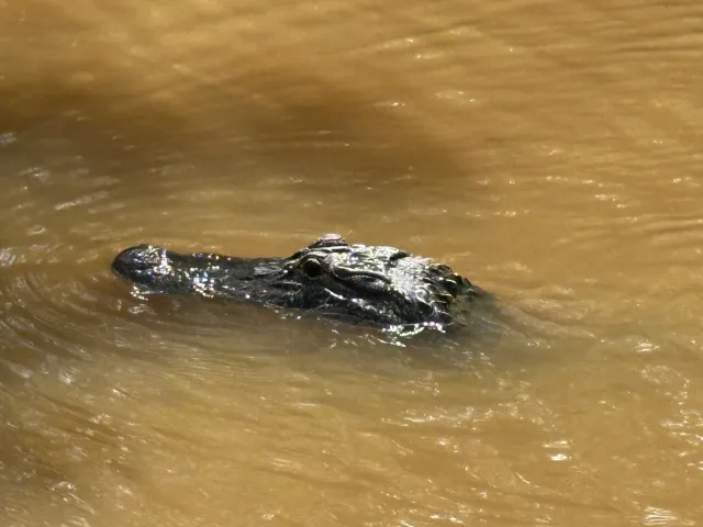 Fun Gator Time! 🐊🌿