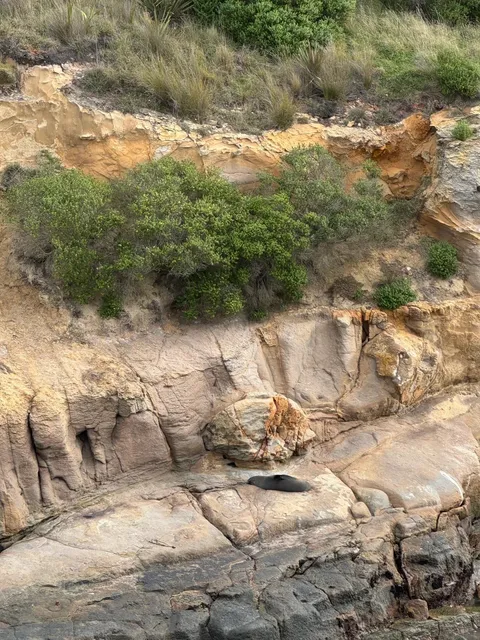 🇳🇿 Where to Spot Seals & Sea Lions in NZ! 🦭