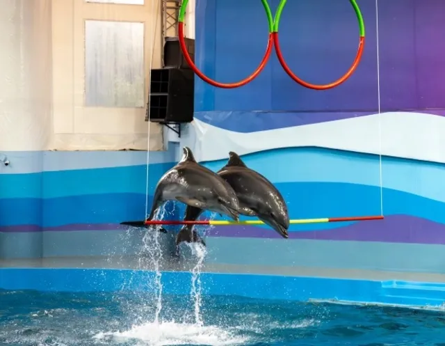Don't Miss the Dolphin Show in Sochi!