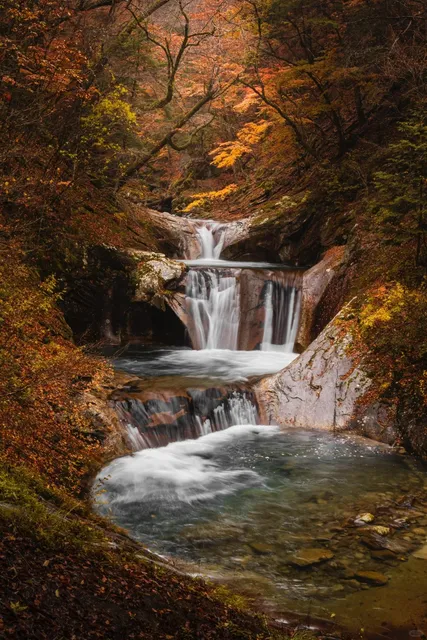 Tokyo Day Trip | The Best of Nishizawa Valley 🍁🐾