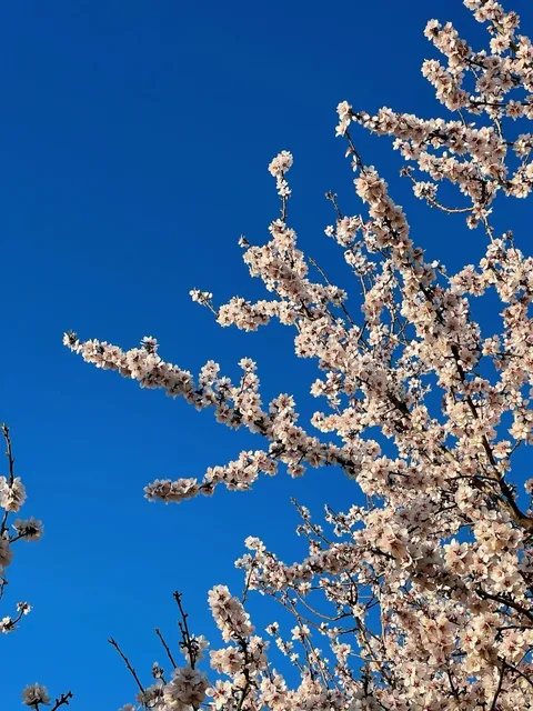 Fresno Blossom & Family Adventure 🌸