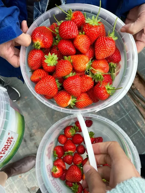 Summer in the UK Must-Have: Strawberry Picking 🍓
