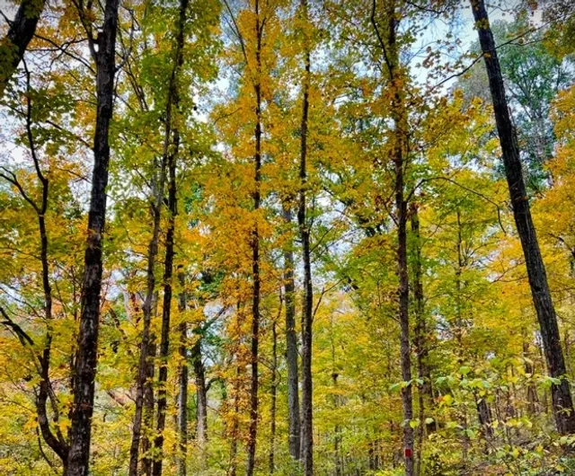 A Woodland Hiking Route Perfect for Beginners!