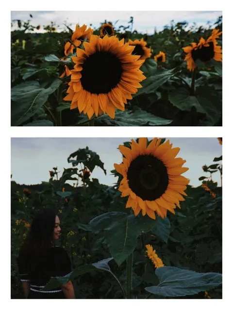 Seattle | Sunflowers 🌻