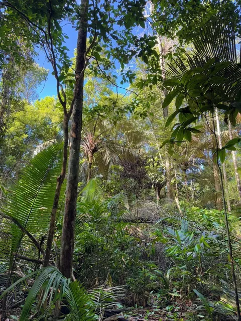 🌿 DON'T Come to Manaus Amazon Rainforest