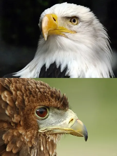 Wanna join us to spot eagles 🦅 this Saturday?