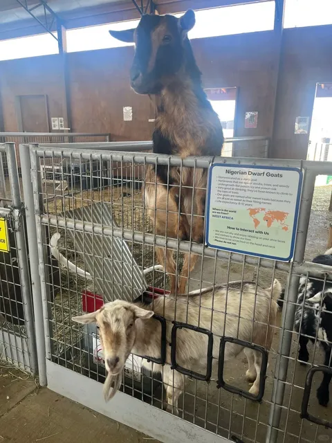 A Petting Zoo Near Denver Where You Can Feed & Touch the Animals