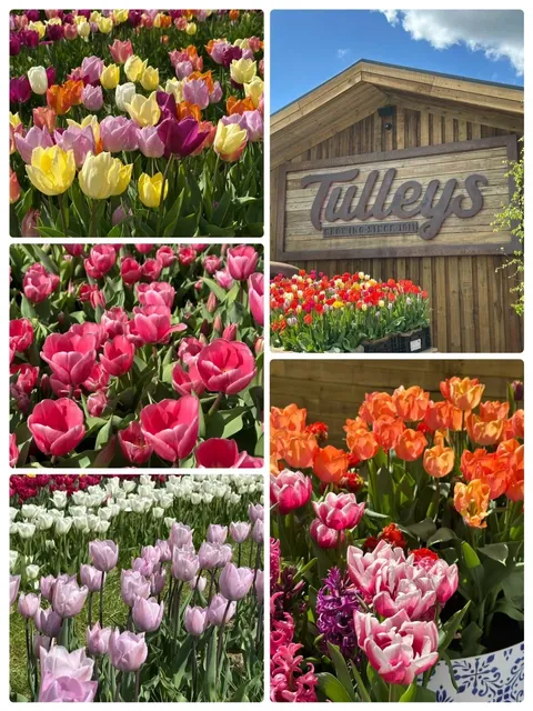 🌷 Tulleys Farm Flower Fields | Stepping into a Painting