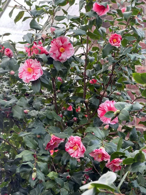 NY Winter Escape: Come See the Camellias! 🌸