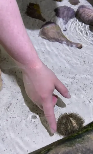 Dare to Touch a Sea Urchin? 🐠
