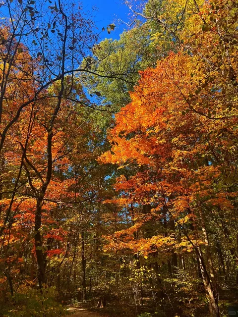 Columbus OH Fall Foliage Report 🍂