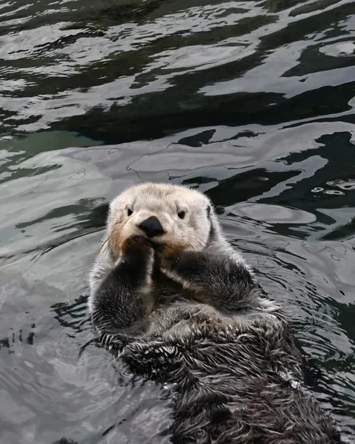 🇨🇦 Vancouver Aquarium | Where Ocean Wonders Meet Forest Magic! 🌊🌲