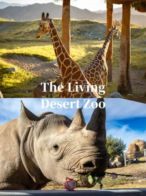 🌵✨ Palm Springs + Joshua Tree 3-Day Detailed Guide 🏜️