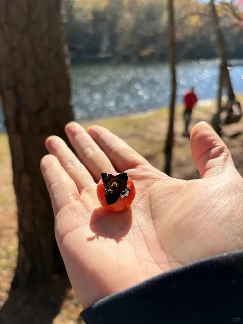 Vogel State Park: North GA's Autumn Gem 🍂