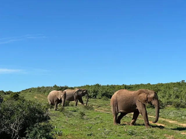 A real-life animal kingdom