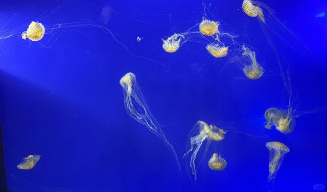 Seattle Weekend | Tacoma Zoo + Japanese Garden 🐧🌸