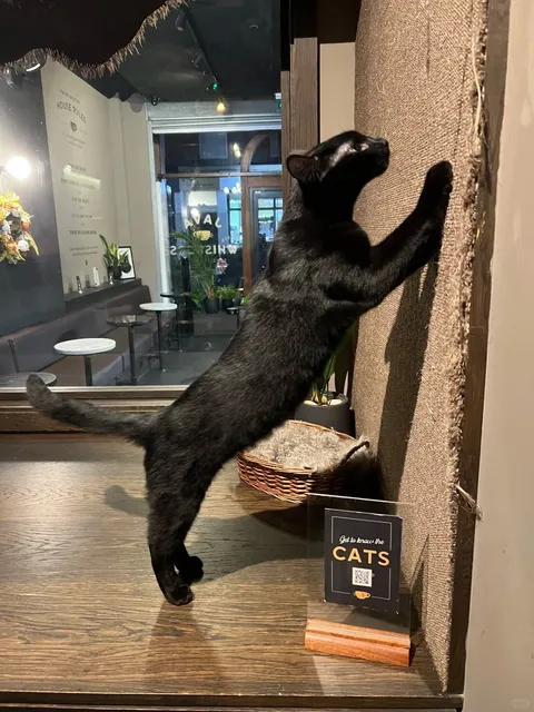 London Must-Visit Healing Cat Café | Java Whiskers 🐱