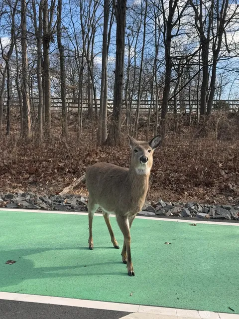 ​​Garret Mountain - Your Perfect Nature Escape Just Outside NYC​​