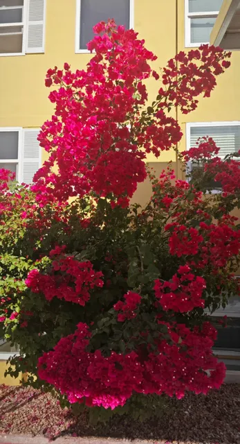 A Walk Through Tucson's Residential Areas