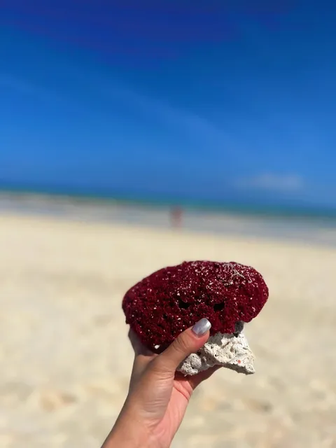 🌊 Zanzibar | Wild Indian Ocean & The Rock’s Solitary Anthem