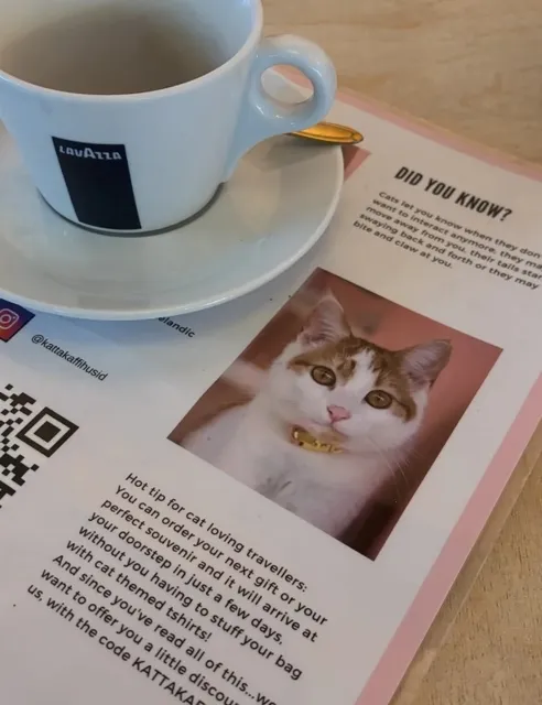 🇮🇸 Iceland's Only Cat Café 🐈