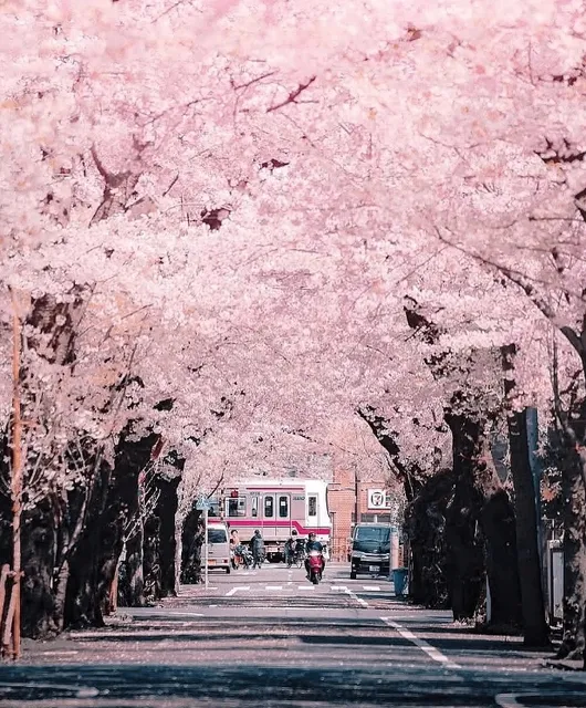 🌸 Japan's Best Cherry Blossom Viewing Spots Revealed! 🌸