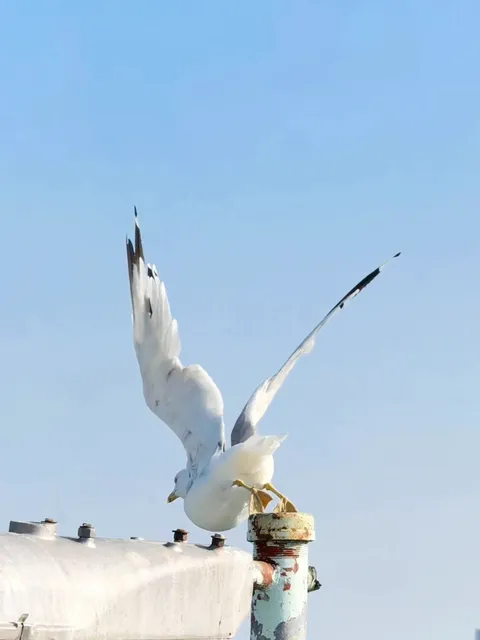 🇨🇦 Toronto's Best Skyline View | Ward's Island Escape 🌆  