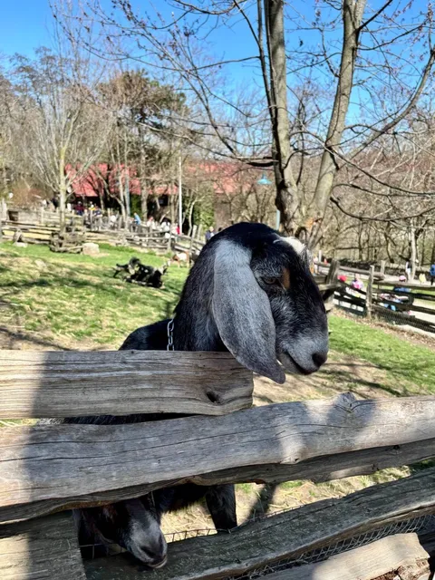 Riverdale Farm | Downtown Toronto's Urban Oasis 🌱🐄🌸