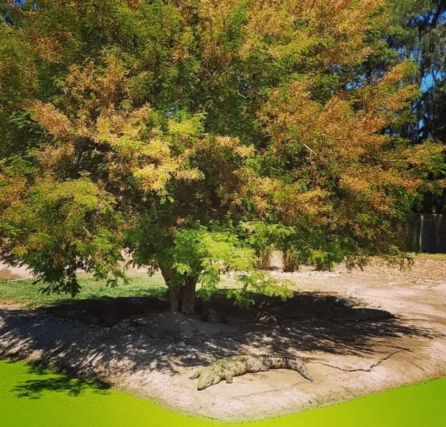 Croc Farm｜More Than Just Crocodile Rolls!