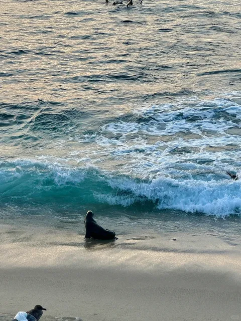 🌴 San Diego: Where Every Day Feels Like a Dream!