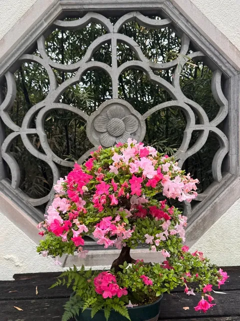 U.S. National Arboretum 🌿🌸