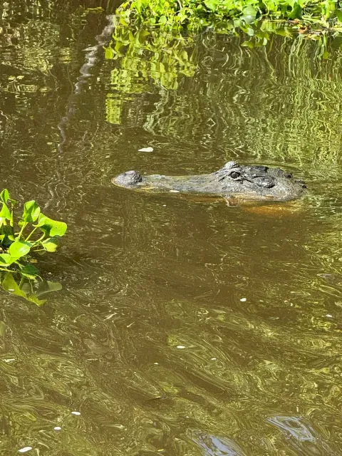 🛶✨ Must-Do Swamp Adventure!
