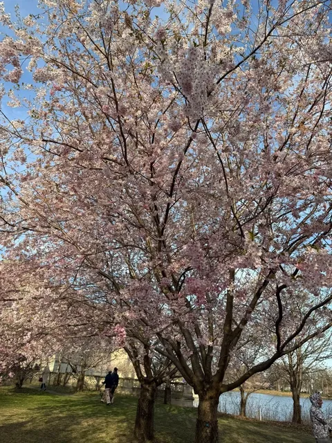 🌸 Jackson Park's Cherry Blossoms Are in Full Bloom! 🌸