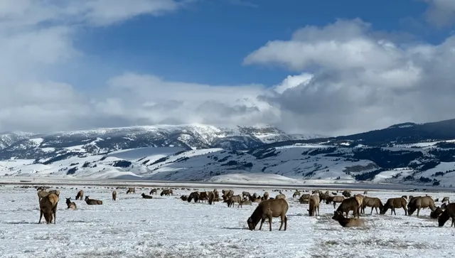 Discover the Horse Carriages at Wyoming's Elk Refuge!