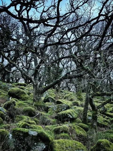 🇬🇧 UK Hiking | Step Into a Real-Life Enchanted Forest