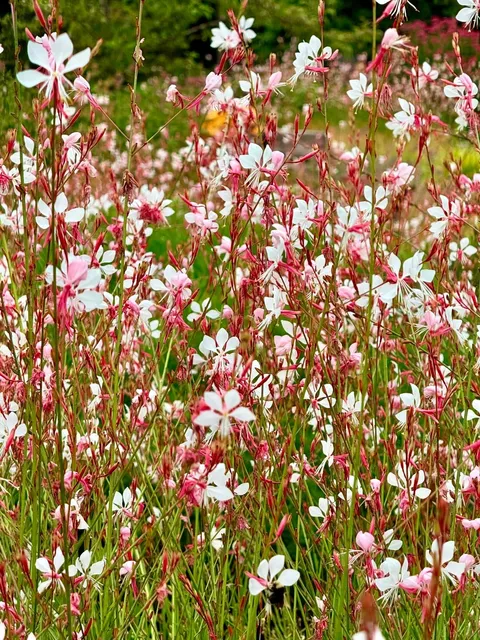 Seattle's Hidden Oasis: Yao Japanese Garden 🌸🌿