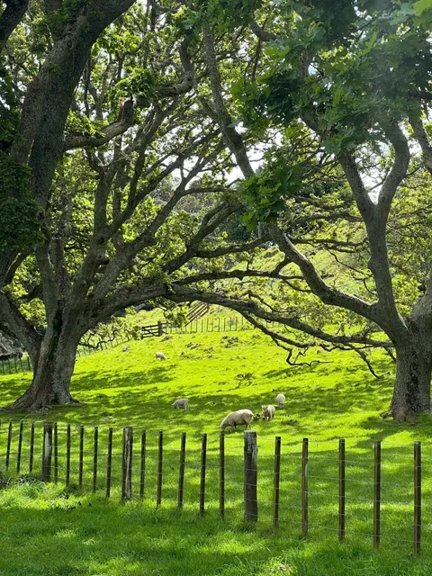 Feeling bored? 😌 Just go to the park and watch the sheep grazing! 🐑
