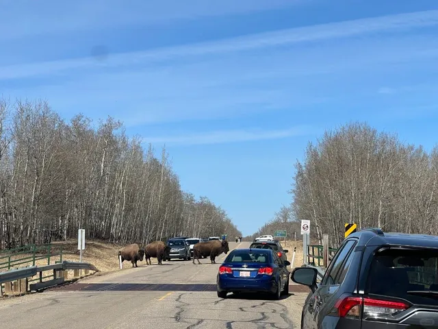 🐂 Elk Island NP: No Elk, All Bison & Magic! 🦌✨