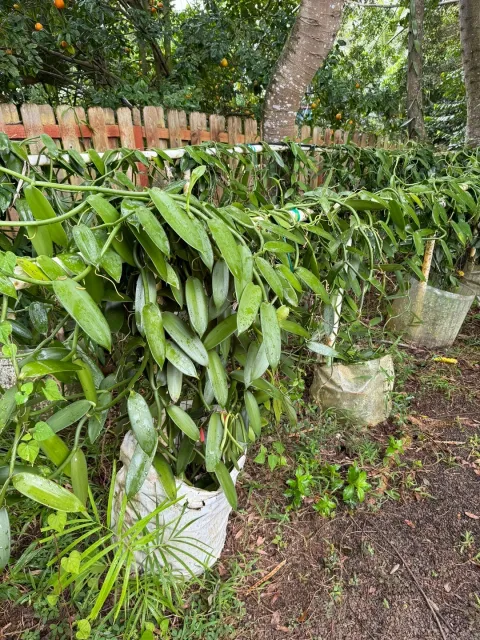 An Enchanting Journey at Lydgate Farms Chocolate Tour