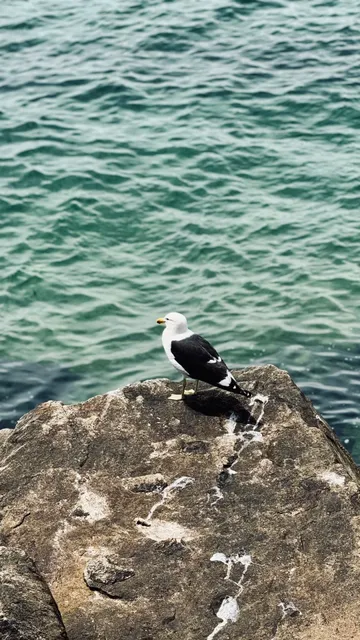 🇨🇿 Weekend Getaway from Santiago to Viña del Mar 🇨🇿