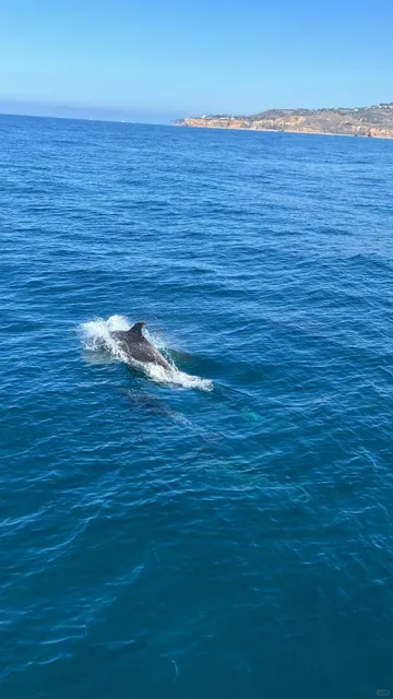 🌊 Whale & Dolphin Watching Tour in Long Beach 🐬