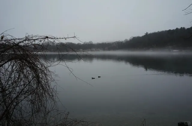 Daily Post | | Jamaica Pond 🌫️🌲