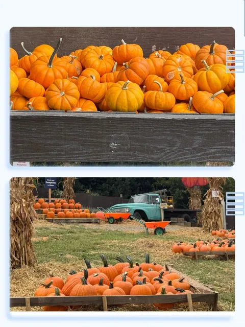 DMV's Must-Visit Fall Farm! Cox Farm! 🎃