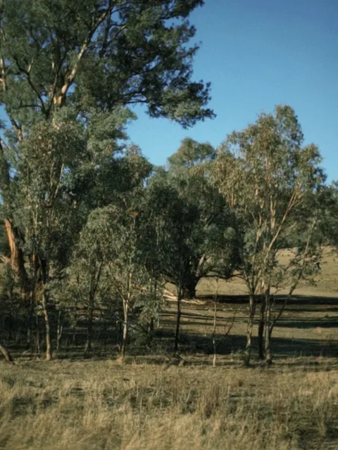 🚗 Road Trip Gem: Albury, Where NSW & VIC Shake Hands