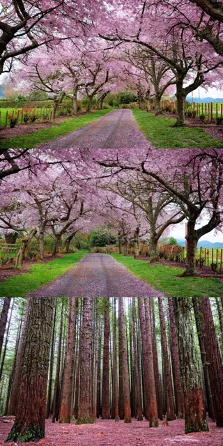 🇳🇿 North Island Day Trip: Rotorua’s Geothermal Wonders & Hidden Gems